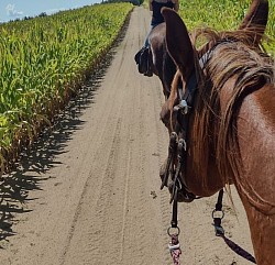 Amir et Belle, été 2022, dans un champ, lisière St-Barnabé et St-Étienne des Grès, une des belles places pour les adeptes de galop!