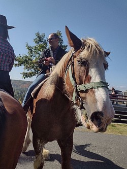 Body: Belge-Clydesdale gros sensible et gentlemen. Il est très attachant et colleux. Body ne sait tout simplement pas qu'il est aussi gros.