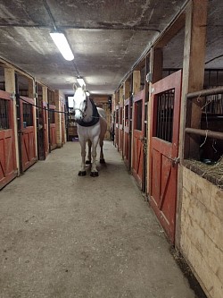 Aslau: Percheronne d'une force de caractère digne d'une reine. Déterminée et vaillante, elle n'abandonne jamais.