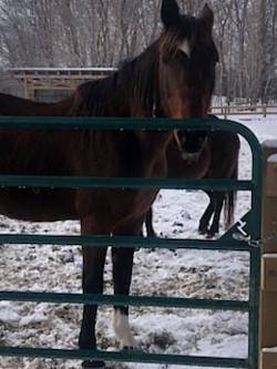 Diamond: Standardbred fraîchement arrivé dans l'équipe, elle est encore en évaluation. Ses allures sont magnifiques.