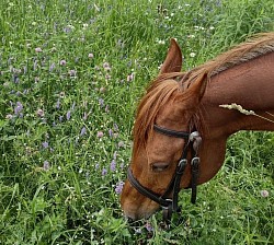 Amir dans le champ sur le chemin de la Montagne Ronde. Petit Lunch de trèfles!