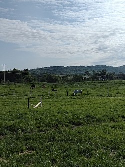 Les chevaux au pâturage tout l'été!