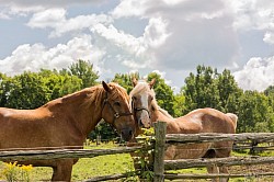 Feu Sam Blond et Kathe dans le pâturage, au moulin.