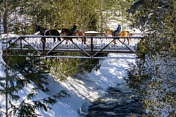 La première gang de chevaux de Laurence (propriétaire) traversant le pont au Baluchon (Duchesse, Fiona, Pixel).