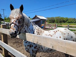 Ti-Gars: Étalon appaloosa Léopard. Ti-Gars à une tête froide. Taquin et vif d'esprit, il attirera votre attention assurément...