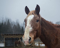 Jack: Belge, Cheval sauver en Octobre 2023. Jacko est présentement en remise en forme et travaux léger.  Cheval patient, vaillant, qui aime aider l'humain.  Bienvaillant, il veut tellement qu'on l'aime. C'est littéralement un BON Jack !