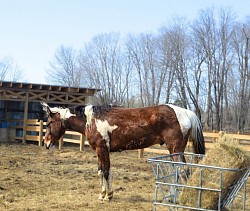 Zazou: Painthorse,  Arriver avec nous en Février 2024 Zazoo est encore en évaluation physique et comportemental dû à son passé tumultueux. Cheval attachant, et farceur nous avons bien hate de le connaitre plus.