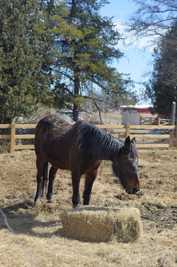 Nimeria : Standardbred qui appartenait a une amie. Elle m'a été confié en Janvier 2024. Ancienne jument de jeu gymkhana, elle est présentement à l'entraînement pour sa nouvelle carrière, de guide touristique. Vous la verez assurement avec les guides.